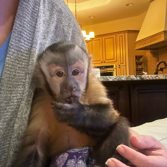 Meet your Posher, Brenda and her partner in crime Emma Rose 🐵 - Picture 5 of 14